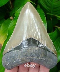 MEGALODON SHARK TOOTH 4.85 in. BEST of the BEST REAL FOSSIL = SYDNI