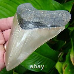 MEGALODON SHARK TOOTH 4.85 in. BEST of the BEST REAL FOSSIL = SYDNI