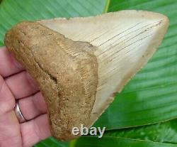 MEGALODON SHARK TOOTH 4.85 in. BLONDE REAL FOSSIL NATURAL
