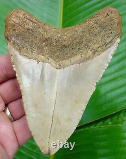 MEGALODON SHARK TOOTH 4.85 in. BLONDE REAL FOSSIL NATURAL