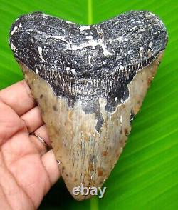 MEGALODON SHARK TOOTH 4.88 inch HUGE FOSSIL NO RESTORATIONS