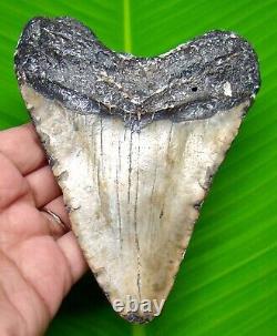 MEGALODON SHARK TOOTH 4.88 inch HUGE FOSSIL NO RESTORATIONS