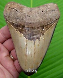 MEGALODON SHARK TOOTH 4.92 SHARKS TEETH with DISPLAY STAND MEGLADONE