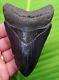 Megalodon Shark Tooth 4 & 9/16 Sharks Teeth With Stand & Id Megladone Jaw