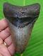 Megalodon Shark Tooth 4 & 9/16 Sharks Teeth With Stand & Plaque Megladone