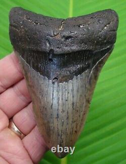 MEGALODON SHARK TOOTH 4 & 9/16 SHARKS TEETH with STAND & PLAQUE MEGLADONE