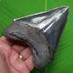 Megalodon Shark Tooth 4 & 9/16 In. Georgia Real Fossil With Display Stand