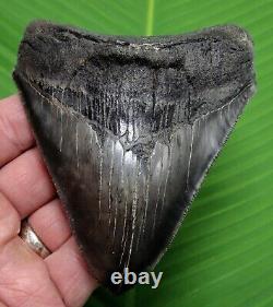 MEGALODON SHARK TOOTH 4 & 9/16 in. GEORGIA REAL FOSSIL with DISPLAY STAND