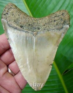 MEGALODON SHARK TOOTH 4 & 9/16 in. REAL FOSSIL NO RESTORATIONS