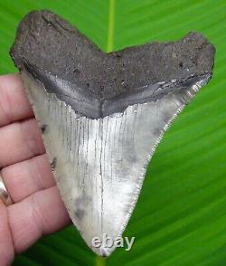 MEGALODON SHARK TOOTH 4 & 9/16 in. SHARKS TEETH MEGLADONE JAW FOSSIL