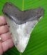 Megalodon Shark Tooth 4 & 9/16 In. Sharks Teeth Megladone Jaw Fossil