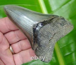 MEGALODON SHARK TOOTH 4 in. REAL FOSSIL SERRATED GA RIVER MEG