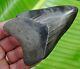 Megalodon Shark Tooth 4 In. Real Fossil Serrated Ga River Meg