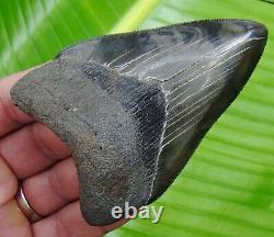 MEGALODON SHARK TOOTH 4 in. REAL FOSSIL SERRATED GA RIVER MEG