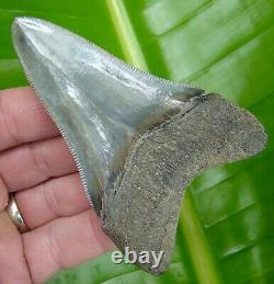 MEGALODON SHARK TOOTH 4 in. REAL FOSSIL SERRATED GA RIVER MEG