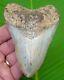 Megalodon Shark Tooth 4 In. Sharks Teeth With Stand & Plaque Megladone Jaw