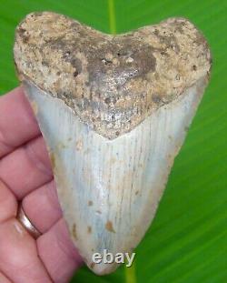 MEGALODON SHARK TOOTH 4 in. SHARKS TEETH with STAND & PLAQUE MEGLADONE JAW