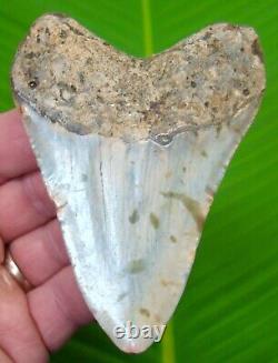 MEGALODON SHARK TOOTH 4 in. SHARKS TEETH with STAND & PLAQUE MEGLADONE JAW