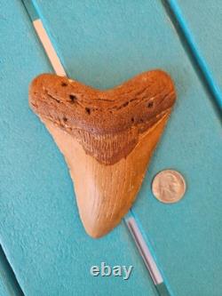 MEGALODON SHARK TOOTH 5.09- REAL FOSSIL NO RESTORATIONS Rare Coloring