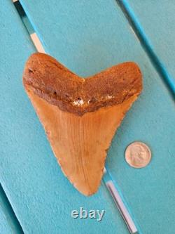 MEGALODON SHARK TOOTH 5.09- REAL FOSSIL NO RESTORATIONS Rare Coloring