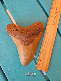 MEGALODON SHARK TOOTH 5.09- REAL FOSSIL NO RESTORATIONS Rare Coloring