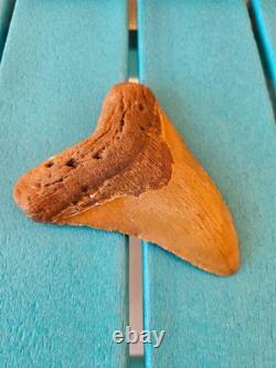 MEGALODON SHARK TOOTH 5.09- REAL FOSSIL NO RESTORATIONS Rare Coloring