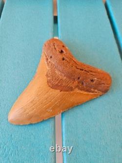 MEGALODON SHARK TOOTH 5.09- REAL FOSSIL NO RESTORATIONS Rare Coloring