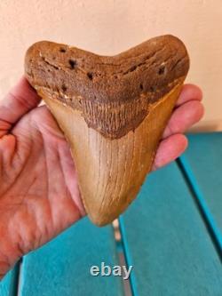 MEGALODON SHARK TOOTH 5.09- REAL FOSSIL NO RESTORATIONS Rare Coloring