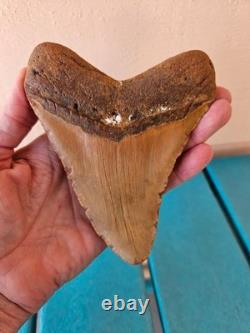 MEGALODON SHARK TOOTH 5.09- REAL FOSSIL NO RESTORATIONS Rare Coloring