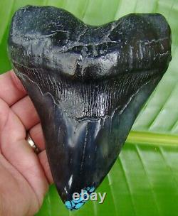 MEGALODON SHARK TOOTH 5 & 13/16 REAL TURQUOISE REAL FOSSIL with FREE STAND