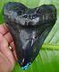 Megalodon Shark Tooth 5 & 13/16 Real Turquoise Real Fossil With Free Stand