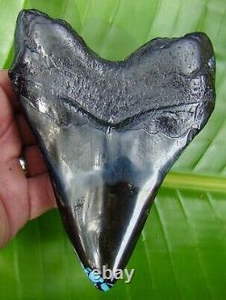 MEGALODON SHARK TOOTH 5 & 13/16 REAL TURQUOISE REAL FOSSIL with FREE STAND