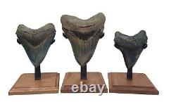 MEGALODON SHARK TOOTH 5 & 13/16 REAL TURQUOISE REAL FOSSIL with FREE STAND