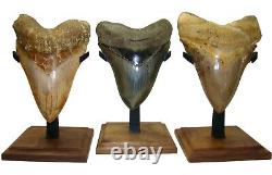 MEGALODON SHARK TOOTH 5 & 13/16 REAL TURQUOISE REAL FOSSIL with FREE STAND