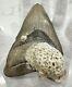 Megalodon Shark Tooth 5.19 In. Sharks Tooth Large Coral Attached