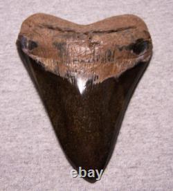 MEGALODON SHARK TOOTH 5 1/16 SHARKS TEETH FOSSIL STUNNING COLOR Diamond Polishd