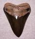 Megalodon Shark Tooth 5 1/16 Sharks Teeth Fossil Stunning Color Diamond Polishd