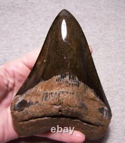 MEGALODON SHARK TOOTH 5 1/16 SHARKS TEETH FOSSIL STUNNING COLOR Diamond Polishd
