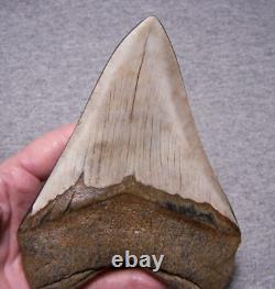 MEGALODON SHARK TOOTH 5 1/16 SHARKS TEETH FOSSIL STUNNING COLOR Diamond Polishd