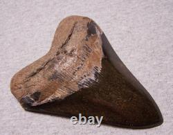 MEGALODON SHARK TOOTH 5 1/16 SHARKS TEETH FOSSIL STUNNING COLOR Diamond Polishd