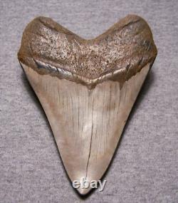 MEGALODON SHARK TOOTH 5 1/16 SHARKS TEETH FOSSIL STUNNING COLOR Diamond Polishd