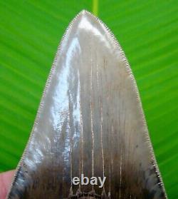 MEGALODON SHARK TOOTH 5 & 1/16 in. GEORGIA NATURAL