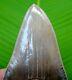 Megalodon Shark Tooth 5 & 1/16 In. Georgia Natural