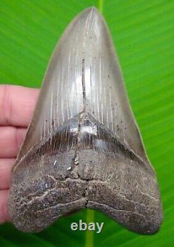 MEGALODON SHARK TOOTH 5 & 1/16 in. GEORGIA NATURAL