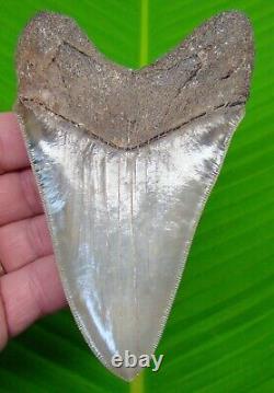 MEGALODON SHARK TOOTH 5 & 1/16 in. GEORGIA NATURAL