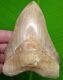 Megalodon Shark Tooth 5 & 1/2 Indonesian With Display Stand Megladone Jaw