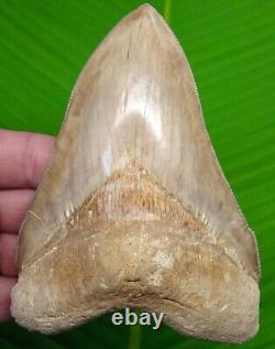 MEGALODON SHARK TOOTH 5 & 1/2 INDONESIAN With DISPLAY STAND MEGLADONE JAW