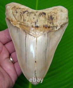 MEGALODON SHARK TOOTH 5 & 1/2 INDONESIAN With STAND & PLAQUE MEGLADONE