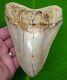 Megalodon Shark Tooth 5 & 1/2 Indonesian With Stand & Plaque Megladone