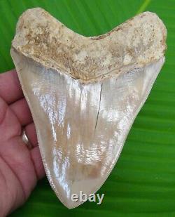 MEGALODON SHARK TOOTH 5 & 1/2 INDONESIAN With STAND & PLAQUE MEGLADONE